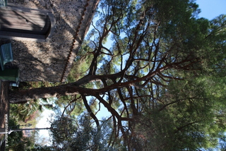 Pino parco Aniante
